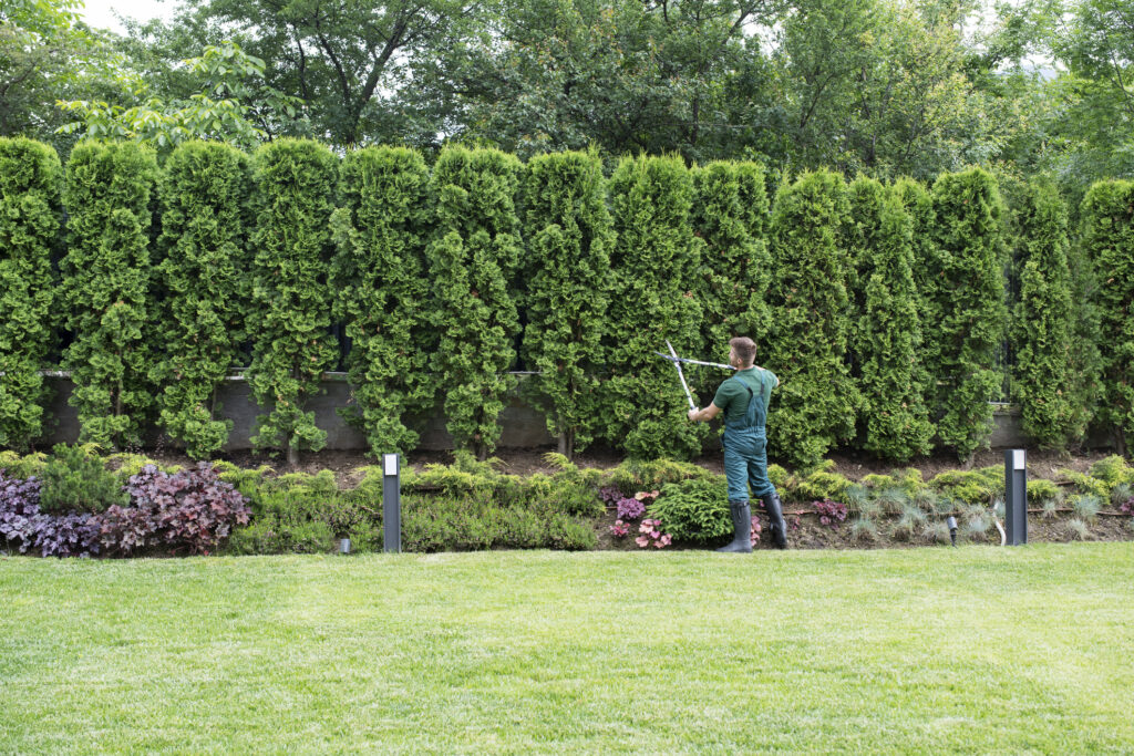 A landscaper meticulously trims a tall hedge in a lush green garden.